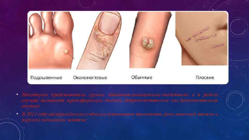  • Некоторые представители группы обладают онкогенными свойствами и в редких случаях вызывают трансформации