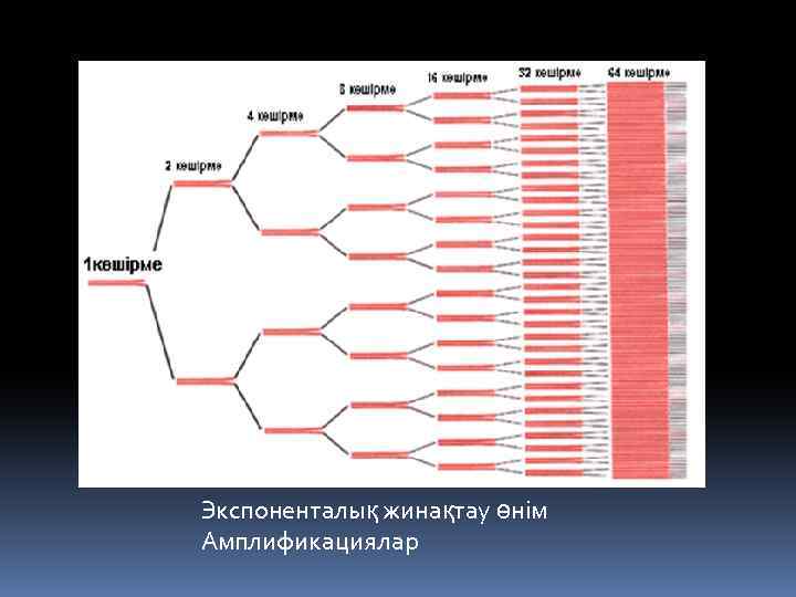 Экспоненталық жинақтау өнім Амплификациялар 