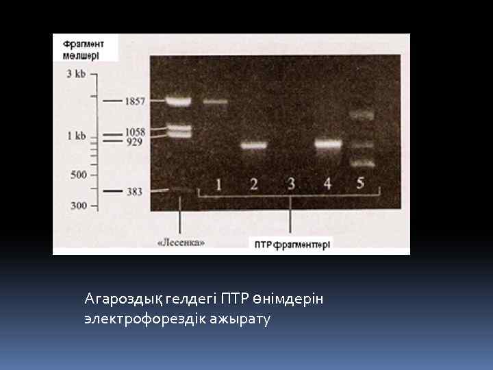 Агароздық гелдегі ПТР өнімдерін электрофорездік ажырату 