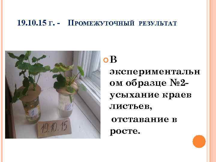 19. 10. 15 Г. - ПРОМЕЖУТОЧНЫЙ РЕЗУЛЬТАТ В экспериментальн ом образце № 2 усыхание