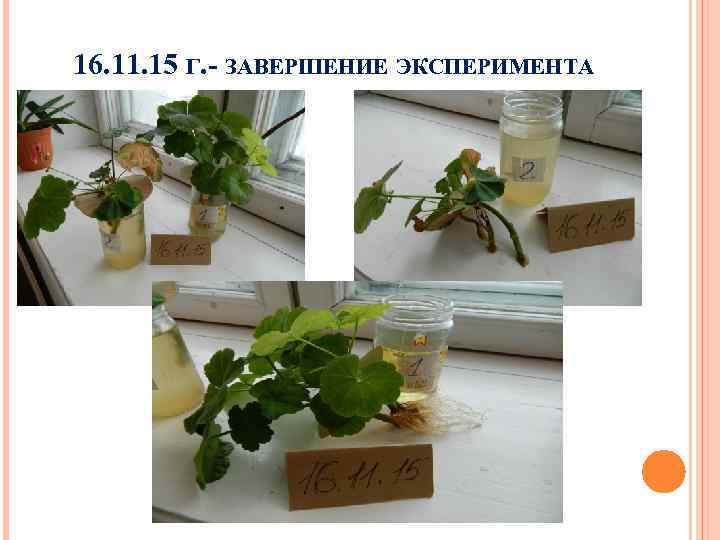 16. 11. 15 Г. - ЗАВЕРШЕНИЕ ЭКСПЕРИМЕНТА 
