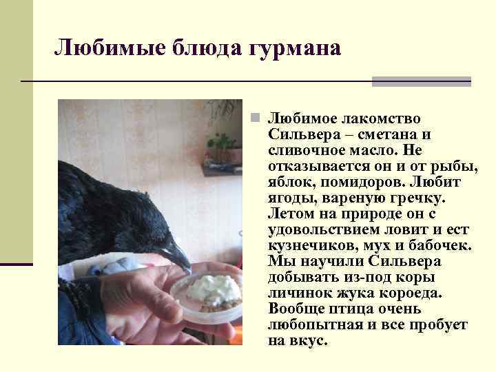 Любимые блюда гурмана n Любимое лакомство Сильвера – сметана и сливочное масло. Не отказывается