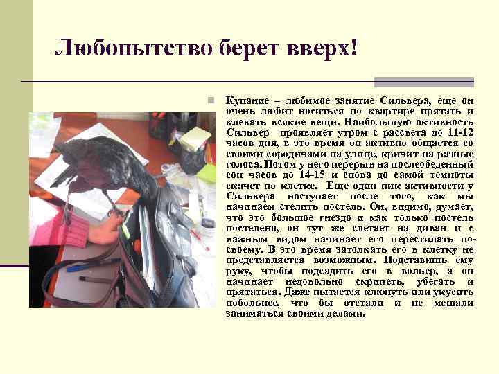 Любопытство берет вверх! n Купание – любимое занятие Сильвера, еще он очень любит носиться