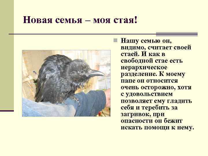 Новая семья – моя стая! n Нашу семью он, видимо, считает своей стаей. И