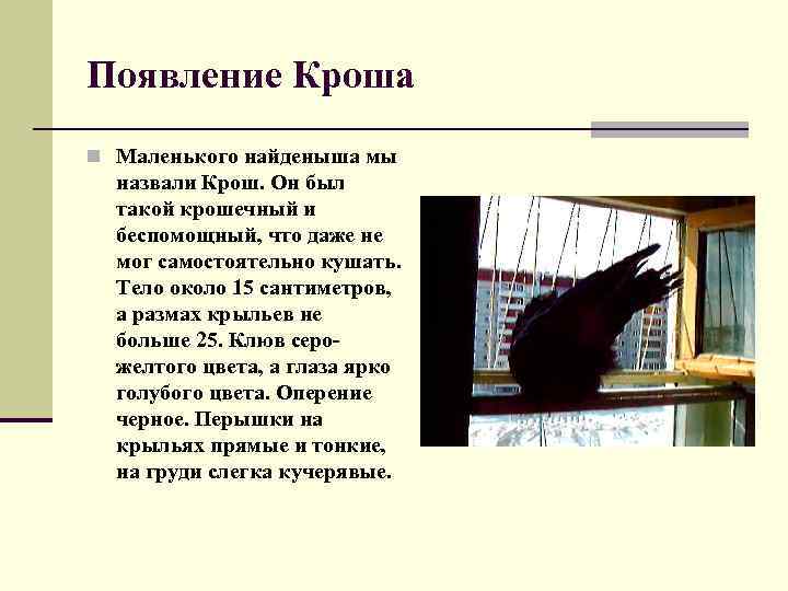 Появление Кроша n Маленького найденыша мы назвали Крош. Он был такой крошечный и беспомощный,