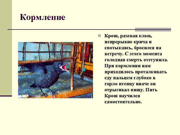 Кормление n Крош, разевая клюв, непрерывно крича и спотыкаясь, бросился на встречу. С этого