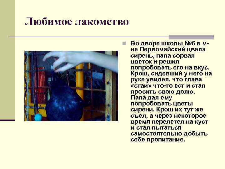 Любимое лакомство n Во дворе школы № 6 в м- не Первомайский цвела сирень,