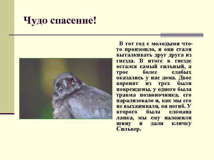 Чудо спасение! В тот год с молодыми чтото произошло, и они стали выталкивать друга