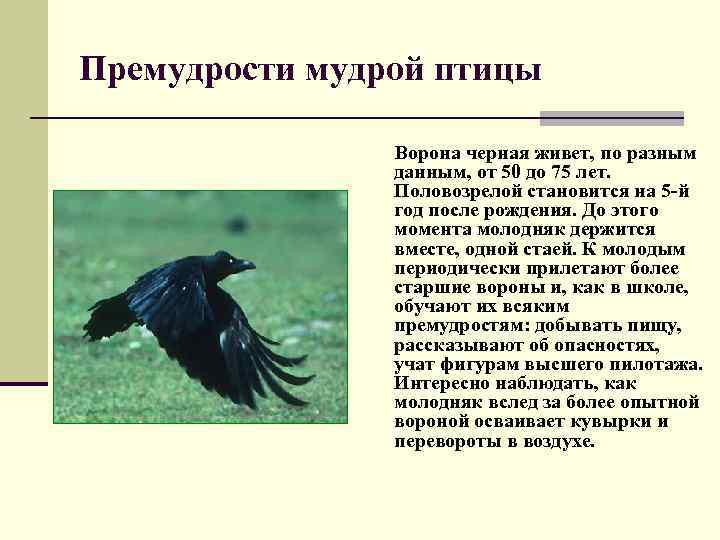 Премудрости мудрой птицы Ворона черная живет, по разным данным, от 50 до 75 лет.