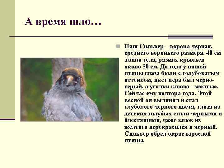 А время шло… n Наш Сильвер – ворона черная, среднего вороньего размера. 40 см