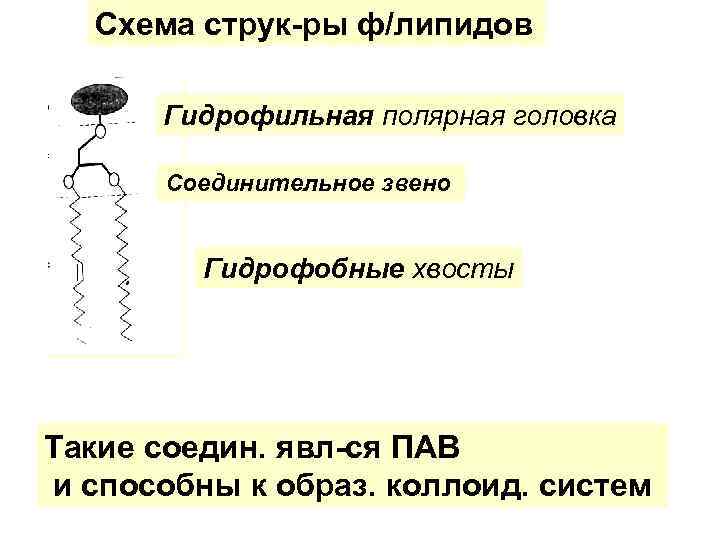 Схема струк-ры ф/липидов Гидрофильная полярная головка Соединительное звено Гидрофобные хвосты Такие соедин. явл-ся ПАВ