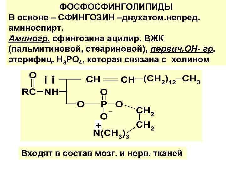 ФОСФОСФИНГОЛИПИДЫ В основе – СФИНГОЗИН –двухатом. непред. аминоспирт. Аминогр. сфингозина ацилир. ВЖК (пальмитиновой, стеариновой),