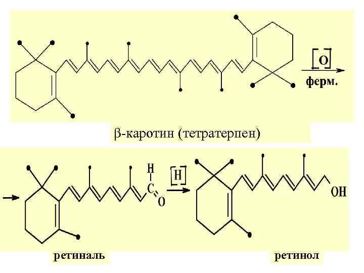 β-каротин (тетратерпен) ретиналь ретинол 