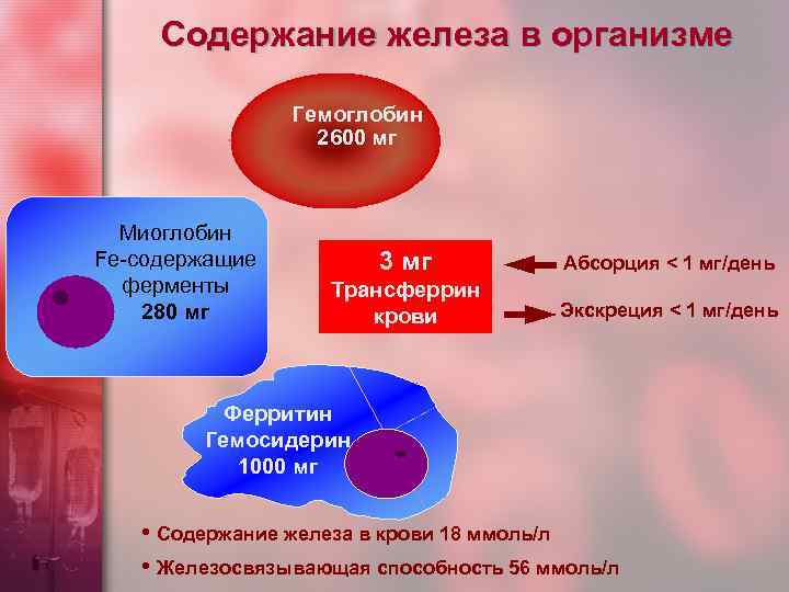 Содержание железа в организме Гемоглобин 2600 мг Миоглобин Fe-содержащие ферменты 280 мг 3 мг