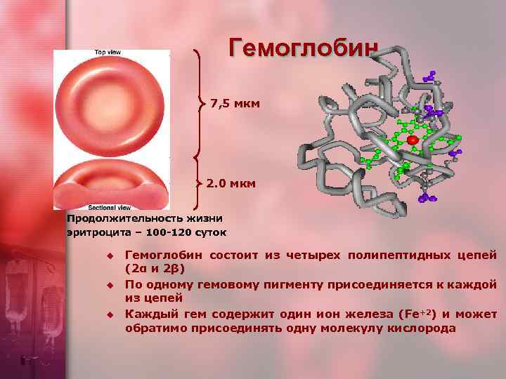 Гемоглобин 7, 5 мкм 2. 0 мкм Продолжительность жизни эритроцита – 100 -120 суток