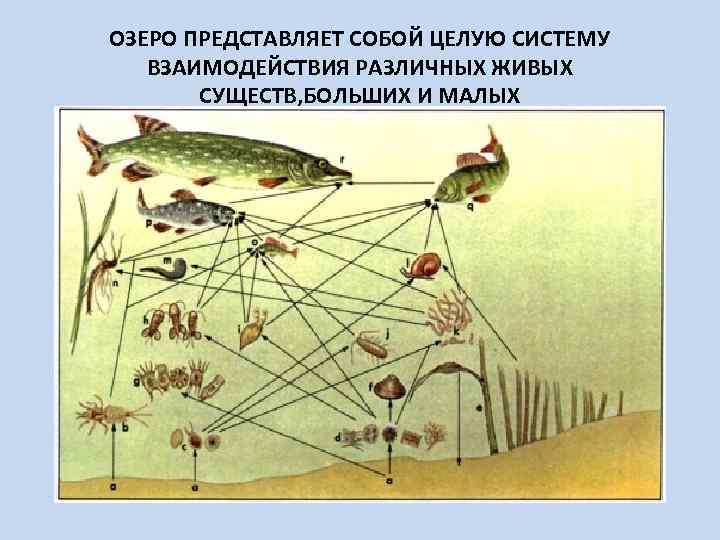 ОЗЕРО ПРЕДСТАВЛЯЕТ СОБОЙ ЦЕЛУЮ СИСТЕМУ ВЗАИМОДЕЙСТВИЯ РАЗЛИЧНЫХ ЖИВЫХ СУЩЕСТВ, БОЛЬШИХ И МАЛЫХ 