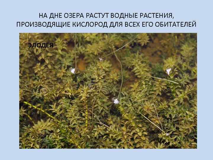 НА ДНЕ ОЗЕРА РАСТУТ ВОДНЫЕ РАСТЕНИЯ, ПРОИЗВОДЯЩИЕ КИСЛОРОД ДЛЯ ВСЕХ ЕГО ОБИТАТЕЛЕЙ ЭЛОДЕЯ 