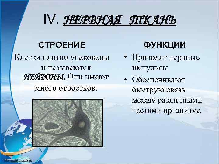 IV. НЕРВНАЯ ТКАНЬ СТРОЕНИЕ Клетки плотно упакованы и называются НЕЙРОНЫ. Они имеют много отростков.