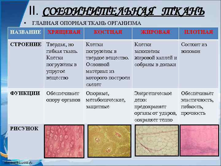 II. СОЕДИНИТЕЛЬНАЯ ТКАНЬ • ГЛАВНАЯ ОПОРНАЯ ТКАНЬ ОРГАНИЗМА НАЗВАНИЕ ХРЯЩЕВАЯ КОСТНАЯ ЖИРОВАЯ ПЛОТНАЯ СТРОЕНИЕ