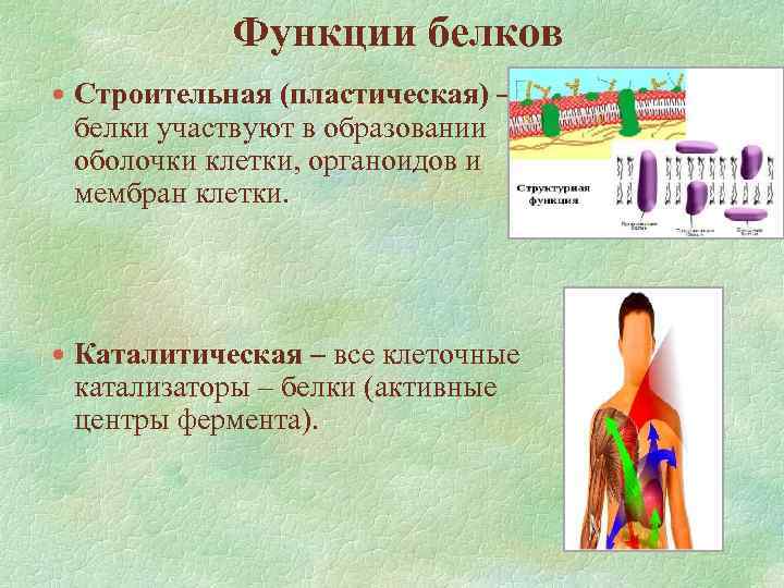 Функции белков Строительная (пластическая) – белки участвуют в образовании оболочки клетки, органоидов и мембран