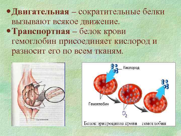  Двигательная – сократительные белки вызывают всякое движение. Транспортная – белок крови гемоглобин присоединяет