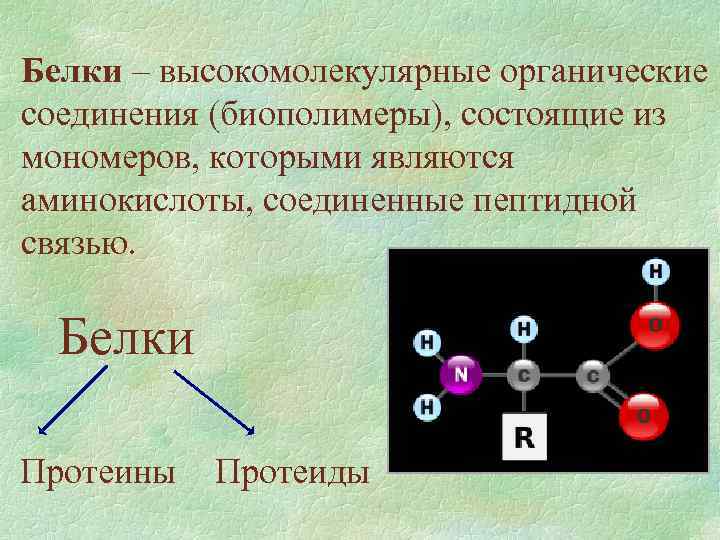 Белки – высокомолекулярные органические соединения (биополимеры), состоящие из мономеров, которыми являются аминокислоты, соединенные пептидной