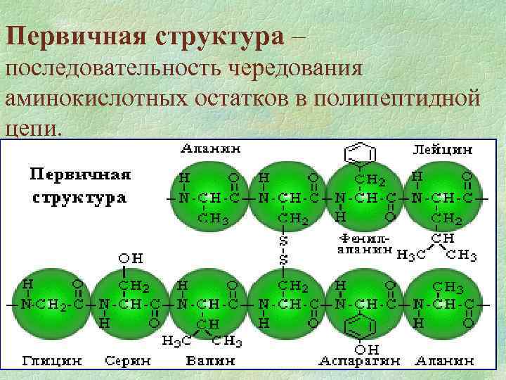 Первичная структура – последовательность чередования аминокислотных остатков в полипептидной цепи. 