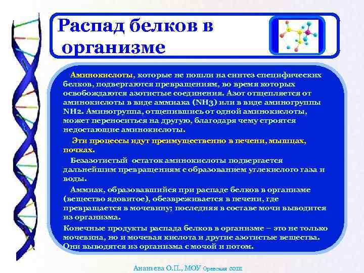 Распад белков в организме Аминокислоты, которые не пошли на синтез специфических белков, подвергаются превращениям,