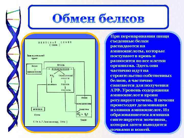 При переваривании пищи съеденные белки распадаются на аминокислоты, которые поступают в кровь и разносятся