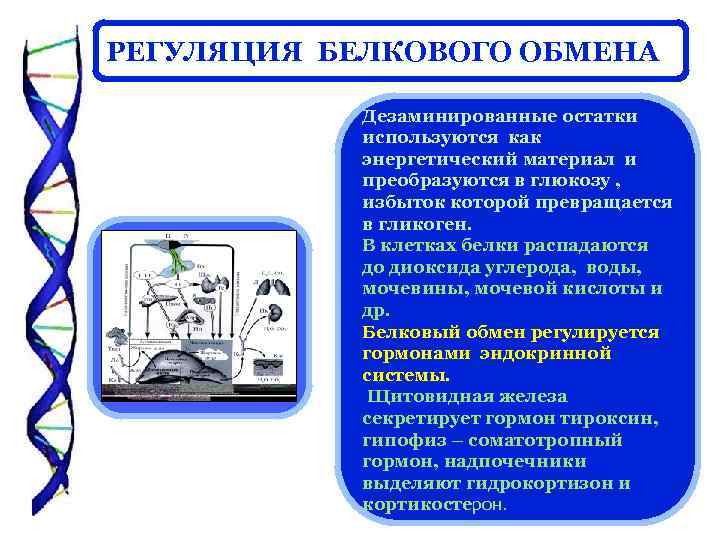 РЕГУЛЯЦИЯ БЕЛКОВОГО ОБМЕНА Дезаминированные остатки используются как энергетический материал и преобразуются в глюкозу ,