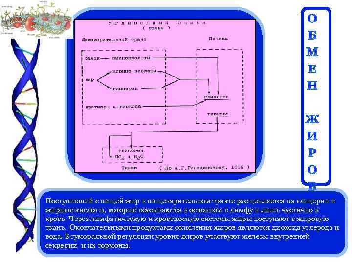 Поступивший с пищей жир в пищеварительном тракте расщепляется на глицерин и жирные кислоты, которые