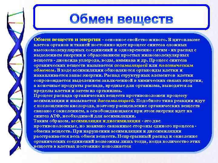 Обмен веществ и энергии - основное свойство живого. В цитоплазме клеток органов и тканей