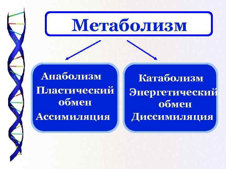 Метаболизм Анаболизм Пластический обмен Ассимиляция Катаболизм Энергетический обмен Диссимиляция 