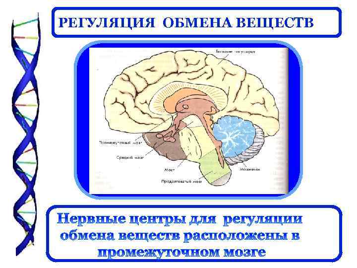РЕГУЛЯЦИЯ ОБМЕНА ВЕЩЕСТВ 