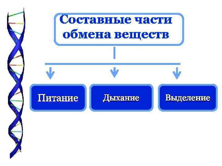Составные части обмена веществ Питание Дыхание Выделение 