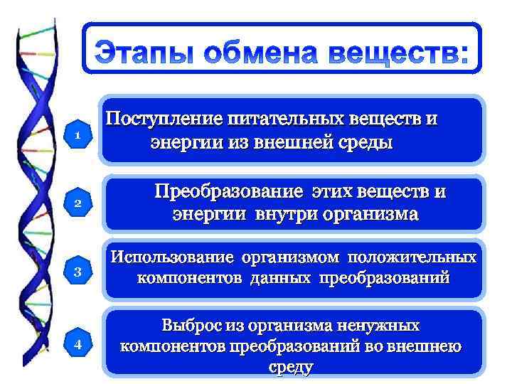1 2 Поступление питательных веществ и энергии из внешней среды Преобразование этих веществ и