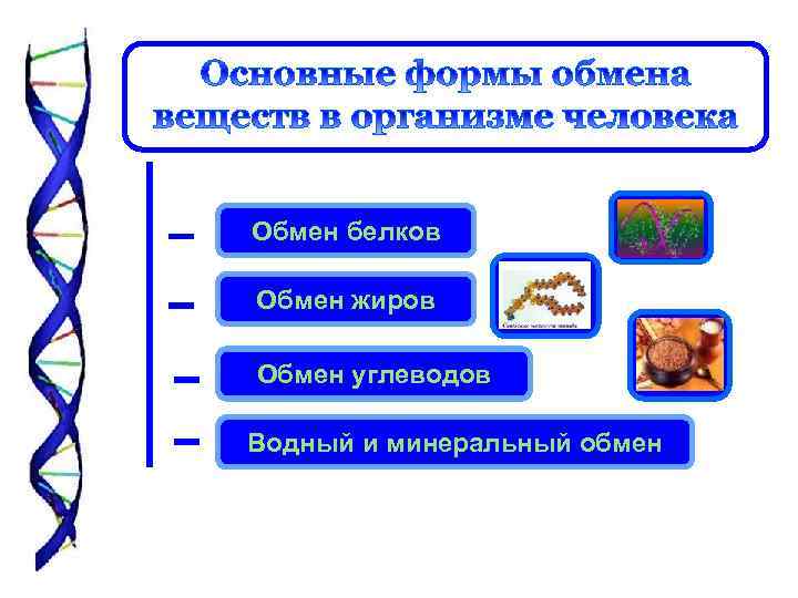 Обмен белков Обмен жиров Обмен углеводов Водный и минеральный обмен 