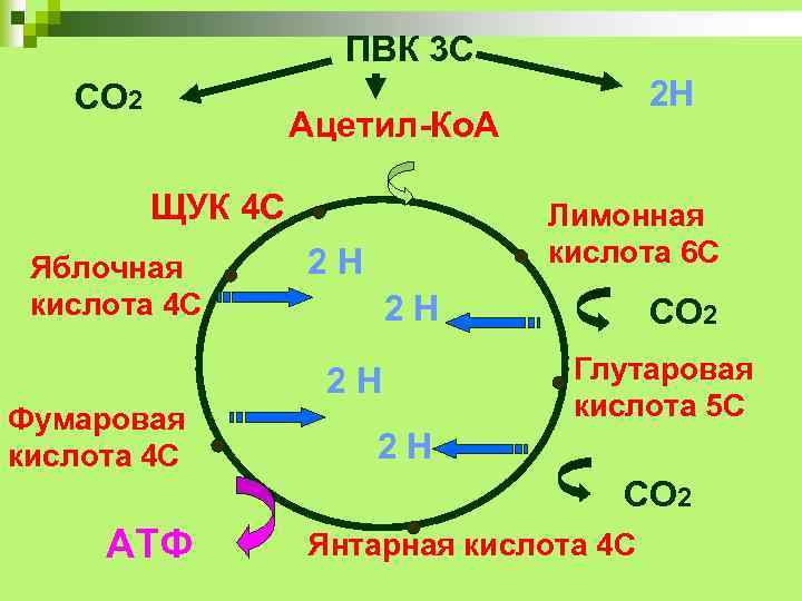 ПВК 3 С СО 2 2 Н Ацетил-Ко. А 2 С ЩУК 4 С