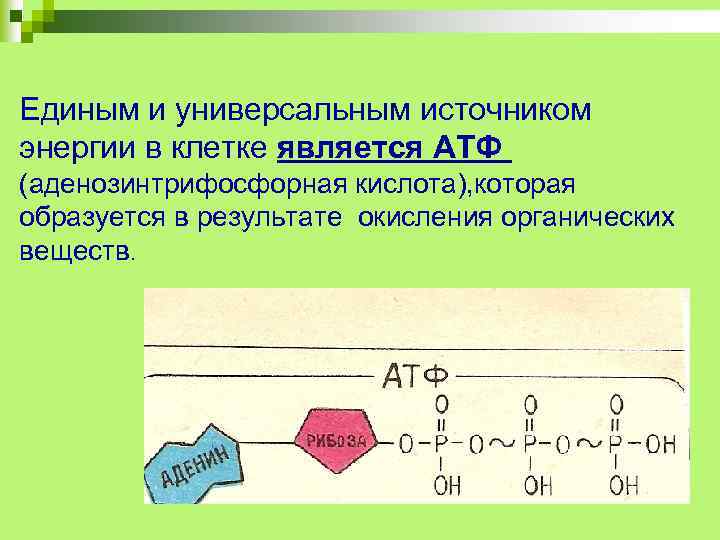 Единым и универсальным источником энергии в клетке является АТФ (аденозинтрифосфорная кислота), которая образуется в