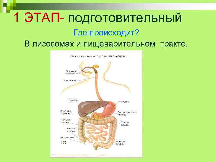 1 ЭТАП- подготовительный Где происходит? В лизосомах и пищеварительном тракте. 