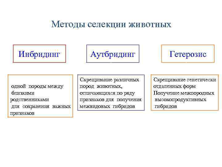 Методы селекции животных Инбридинг Скрещивание внутри одной породы между близкими родственниками для сохранения важных