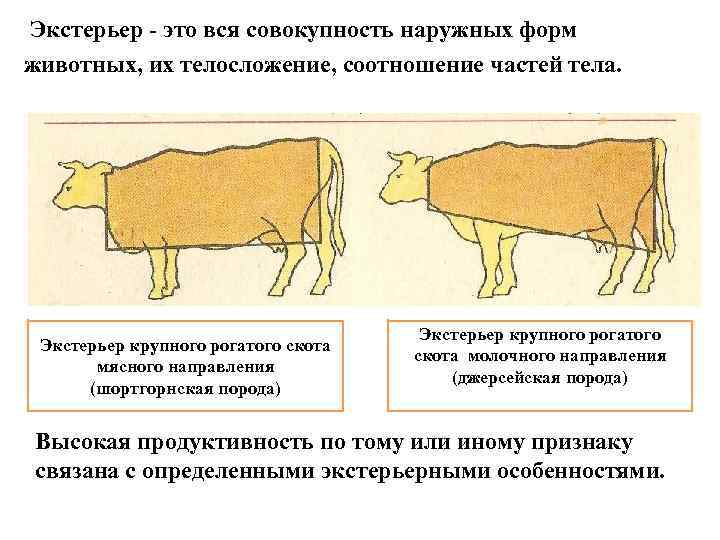  Экстерьер - это вся совокупность наружных форм животных, их телосложение, соотношение частей тела.