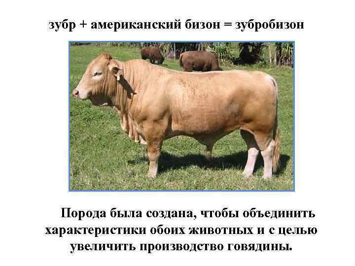 зубр + американский бизон = зубробизон Порода была создана, чтобы объединить характеристики обоих животных
