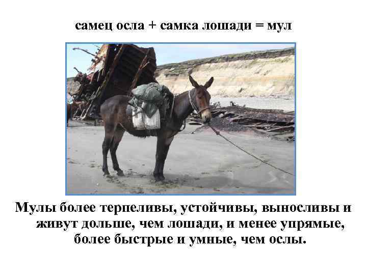 самец осла + самка лошади = мул Мулы более терпеливы, устойчивы, выносливы и живут
