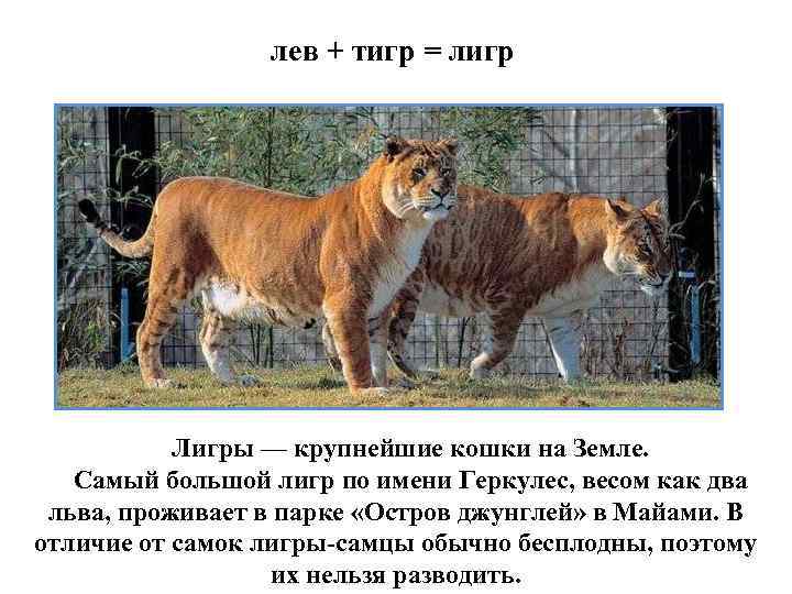 лев + тигр = лигр Лигры — крупнейшие кошки на Земле. Самый большой лигр