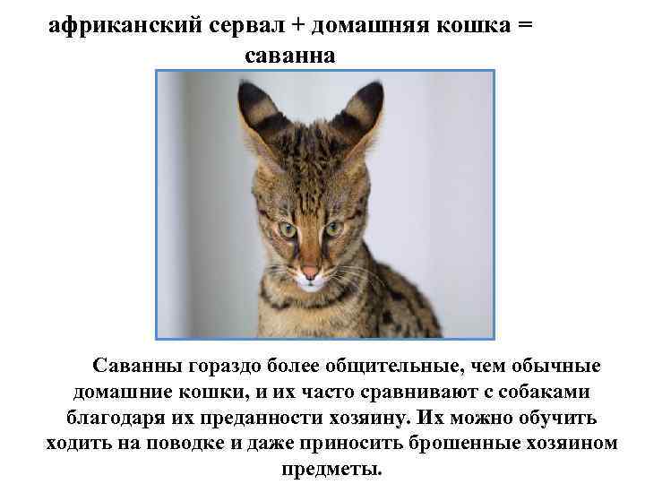 африканский сервал + домашняя кошка = саванна Саванны гораздо более общительные, чем обычные домашние