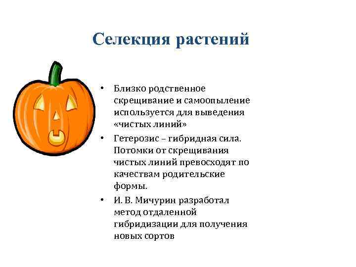 Селекция растений • Близко родственное скрещивание и самоопыление используется для выведения «чистых линий» •