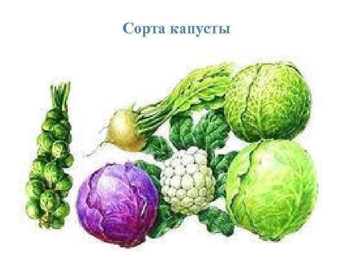 Сорта капусты 