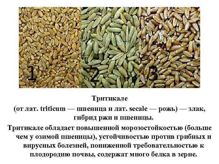 Тритикале (от лат. triticum — пшеница и лат. secale — рожь) — злак, гибрид