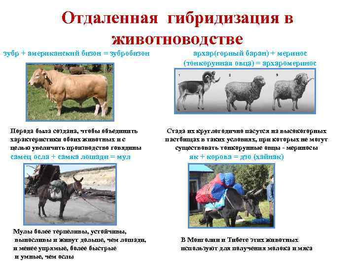 Отдаленная гибридизация в животноводстве зубр + американский бизон = зубробизон Порода была создана, чтобы